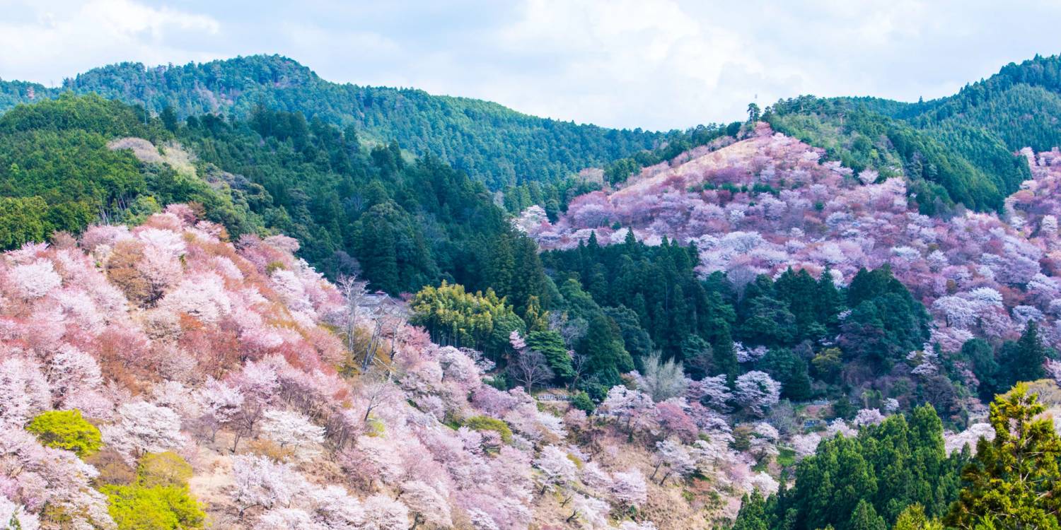 (櫻花限定)大阪府八尾機場 吉野の桜 賞櫻直升機